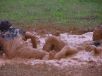 mudPitt03