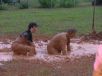 mudPitt04